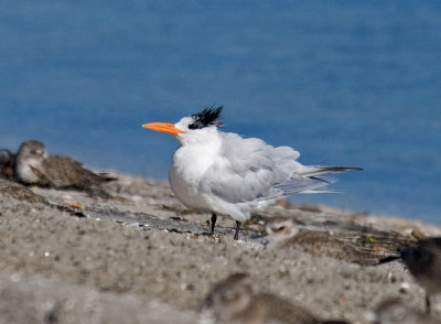 Royal Tern