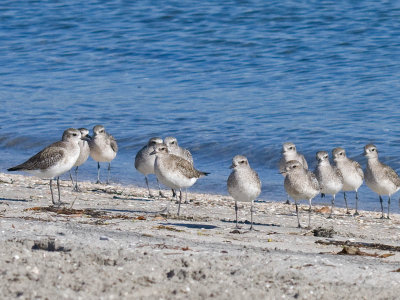 Black-bellied Plover