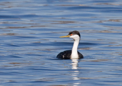 Western Grebe