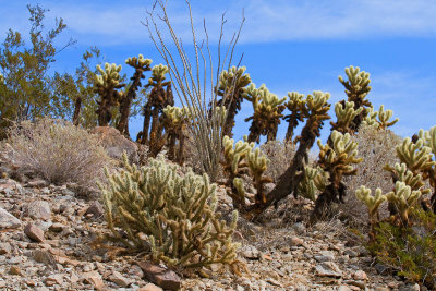 Anza-Borrego Desert: Cactus Loop Trail