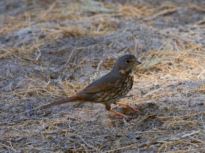 Slate-colored Fox Sparrow