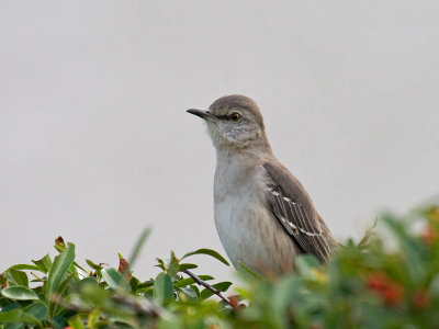 Northern Mockingbird