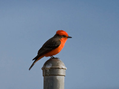 Vermilion Flycatcher