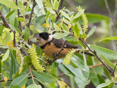 White-collared Seedeater