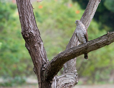 Cooper's Hawk