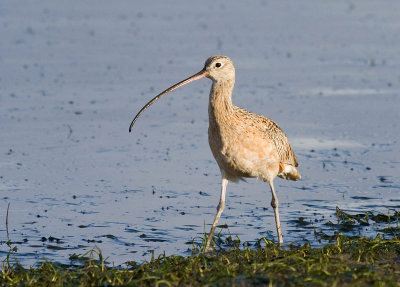 Long-billed Curlew