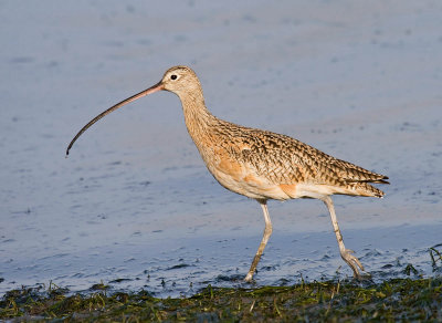 Long-billed Curlew