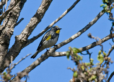 Yellow-rumped (Myrtle x Audubon's) Warbler