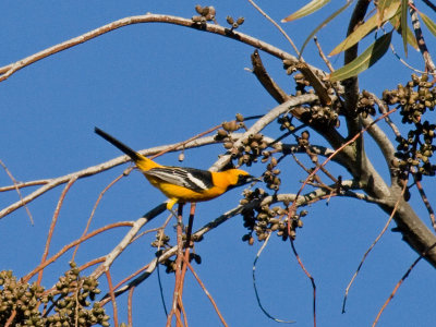 Hooded Oriole