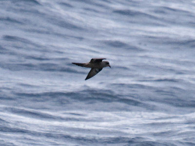 Ashy Storm-Petrel