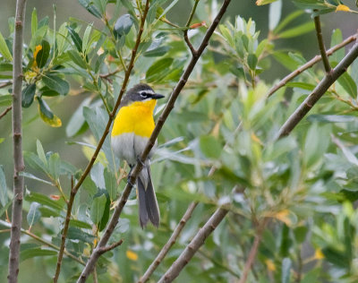 Yellow-breasted Chat