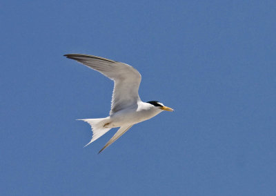 Least Tern