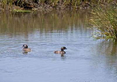 Pied-billed Grebe