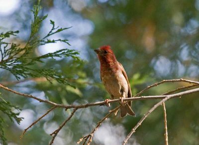 Purple Finch