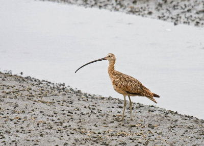 Long-billed Curlew