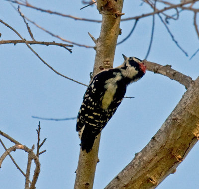 Downy Woodpecker