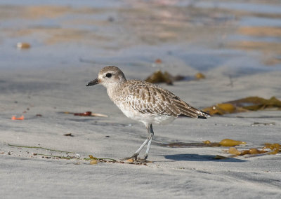 Black-bellied Plover