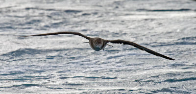 Black-vented Shearwater