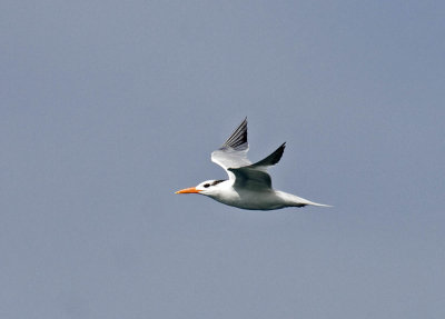 Royal Tern