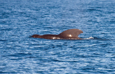 Pilot Whale