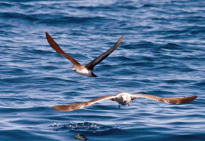 Pink-footed Shearwater