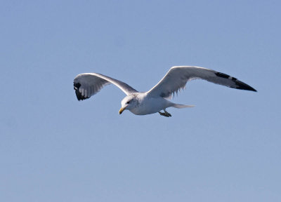 California Gull