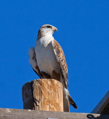 Ferruginous Hawk