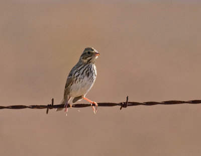 Savannah Sparrow