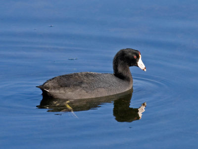 American Coot