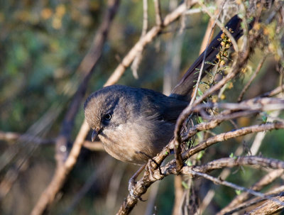 Wrentit