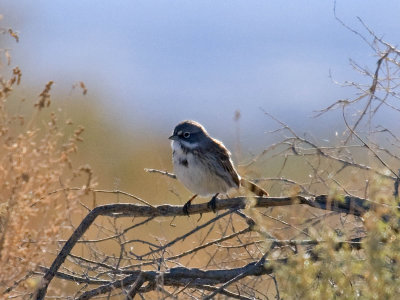 Sagebrush Sparrow