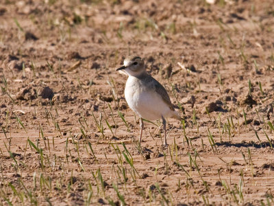 Mountain Plover