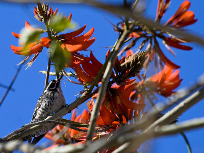 Nuttall's Woodpecker in Coral Tree