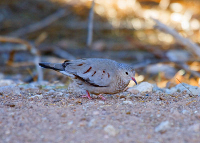 Common Ground Dove