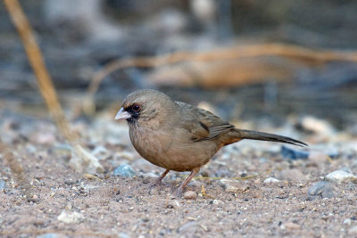 Abert's Towhee