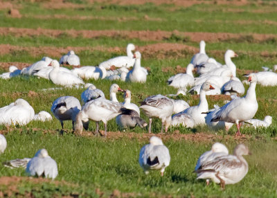 Snow Goose