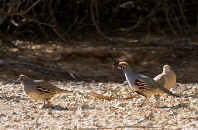 Gambel's Quail