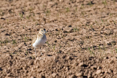 Mountain Plover