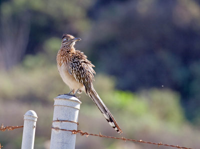 Greater Roadrunner