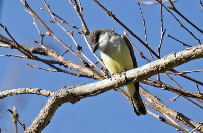 Thick-biled Kingbird