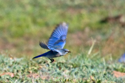 Mountain Bluebird