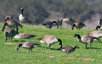 Cackling Goose in front of Canada Goose