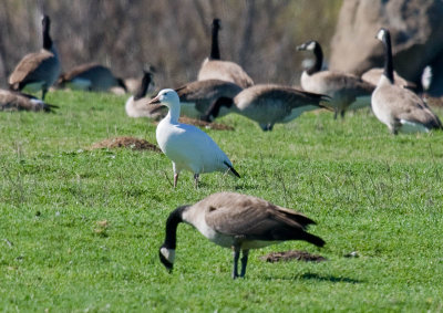 Snow Goose and Canada Goose