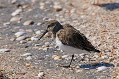 Dunlin