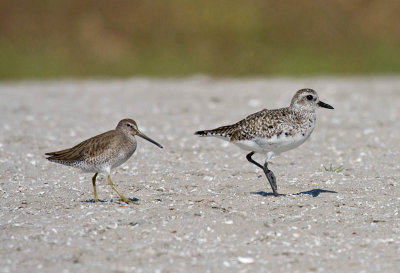 Short-billed Dowitcher and Black-bellied Plover