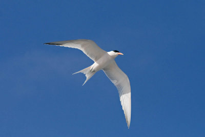 Elegant Tern