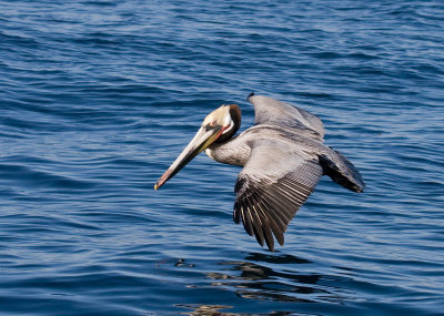 Brown Pelican