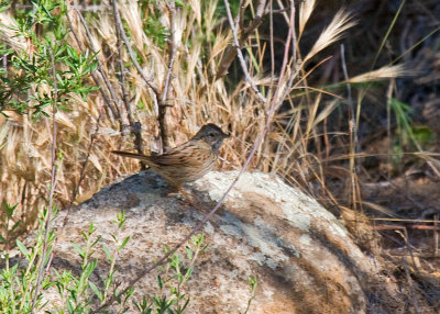 Lincoln's Sparrow