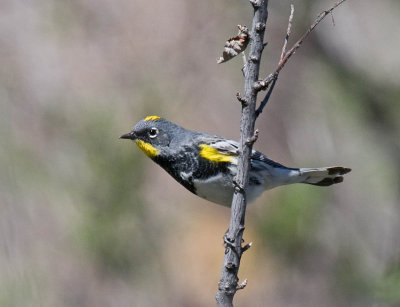 Yellow-rumped (Audubons) Warbler