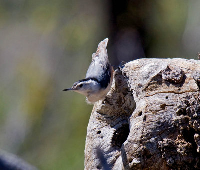 White-breasted Nuthatch